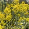 Isatis tinctoria