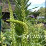Reseda luteola