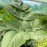 Aralia cordata