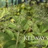 Aralia cordata Thunb.
