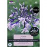 Agapanthus Twister (1 bare root plant)