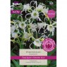 Hymenocallis harrisiana (1 bulb)