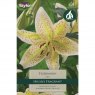 Lilium Tigermoon (2 bulbs)