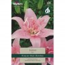 Lilium Elodie (2 bulbs)