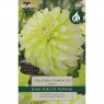 Dahlia Hollyhill Lemon Ice (1 tuber)