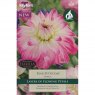 Dahlia Pink Petticoat (1 tuber)