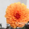 Taylors Bulbs Dahlia David Howard (1 tuber)