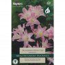 Amaryllis belladonna (1 bulb)