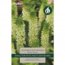 Eucomis White Dwarf (2 bulbs)