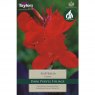 Canna Australia (1 rhizome)