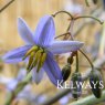 Dianella caerulea 'Cassa Blue'