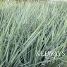 Dianella caerulea 'Cassa Blue'