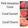 Special Kelways Coral Peony Collection