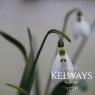 Galanthus elwesii