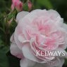 Rosa 'Fantin-Latour' (Ce)