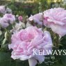 Rosa 'Fantin-Latour' (Ce)