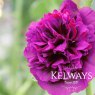 Alcea rosea Chater's Double Group violet-flowered