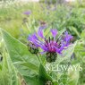Centaurea montana