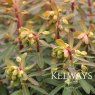 Euphorbia x martini 'Baby Charm'