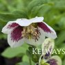 Helleborus x hybridus Harvington white speckled (2 litre pot)