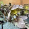 Helleborus Silver Dollar