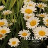 Anthemis tinctoria 'Sauce Hollandaise'