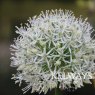 Allium nigrum