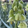 Fritillaria persica 'Ivory Bells'