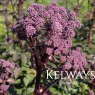 Angelica sylvestris 'Ebony'