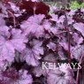 Heuchera Wildberry