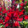 Lobelia x speciosa 'Starship Scarlet' (Starship Series)