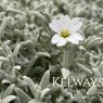 Cerastium tomentosum var. columnae