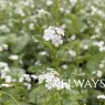 Brunnera macrophylla 'Mister Morse'