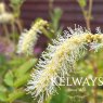 Sanguisorba albiflora