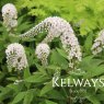 Lysimachia clethroides