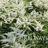 Astilbe 'Astary White' (x arendsii) (Astary Series)