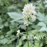 Actaea pachypoda 'Misty Blue'