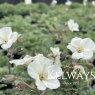 Erodium chrysanthum