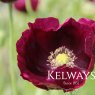Papaver somniferum 'Lauren's Grape'