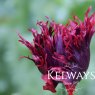 Papaver somniferum (Paeoniiflorum Group) 'Black Peony'