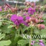 Geranium macrorrhizum 'Bevan's Variety'