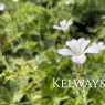 Geranium x oxonianum 'Trevor's White'