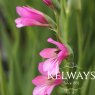 Gladiolus communis subsp. byzantinus