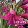 Gladiolus communis subsp. byzantinus