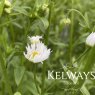 Erigeron annuus