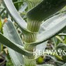 Aloe striatula