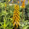 Aloe striatula