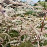 Aruncus 'Misty Lace'