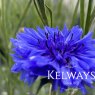 Centaurea cyanus 'Blue Diadem'
