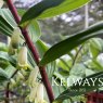 Polygonatum Red Stem